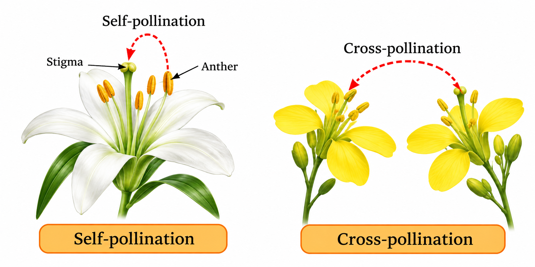 Self and Cross Pollination Types